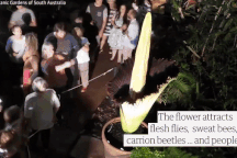 Chen chân nhau xếp hàng ngửi thử loài hoa tỏa ra mùi thối như chuột chết