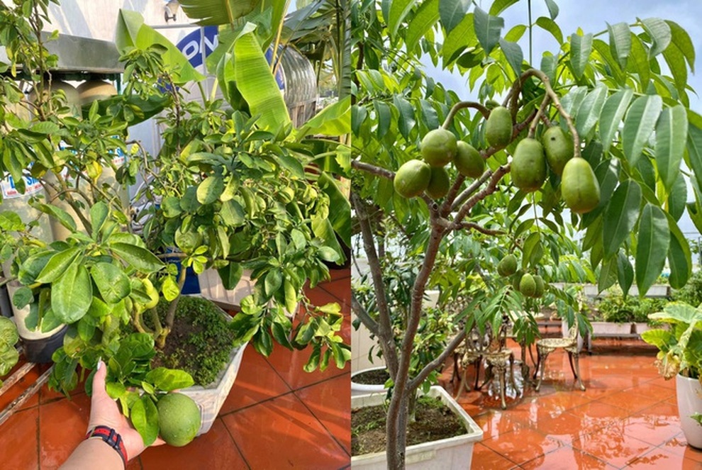 Những vườn trái cây sai trĩu trên sân thượng, gia chủ thu hoạch mỏi tay - 7 Những vườn trái cây sai trĩu trên sân thượng, gia chủ thu hoạch mỏi tay - 7