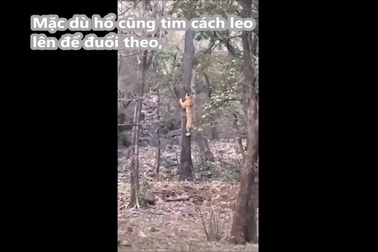 Báo hoa mai giữ được mạng sống nhờ phát huy thế mạnh trước hổ