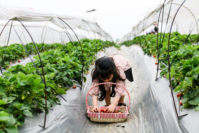 Mùa dịch Covid-19: Đưa trẻ đi hái dâu tây chín rộ ở Hà Nội - 3 Mùa dịch Covid-19: Đưa trẻ đi hái dâu tây chín rộ ở Hà Nội - 3