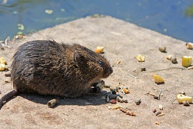 Chuột to như mèo "khủng bố" thị trấn, người dân mất ăn mất ngủ
