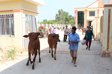 Long An: Masan Nutri-Science trao tặng 30 con bò giống cho người dân xã Lộc Giang