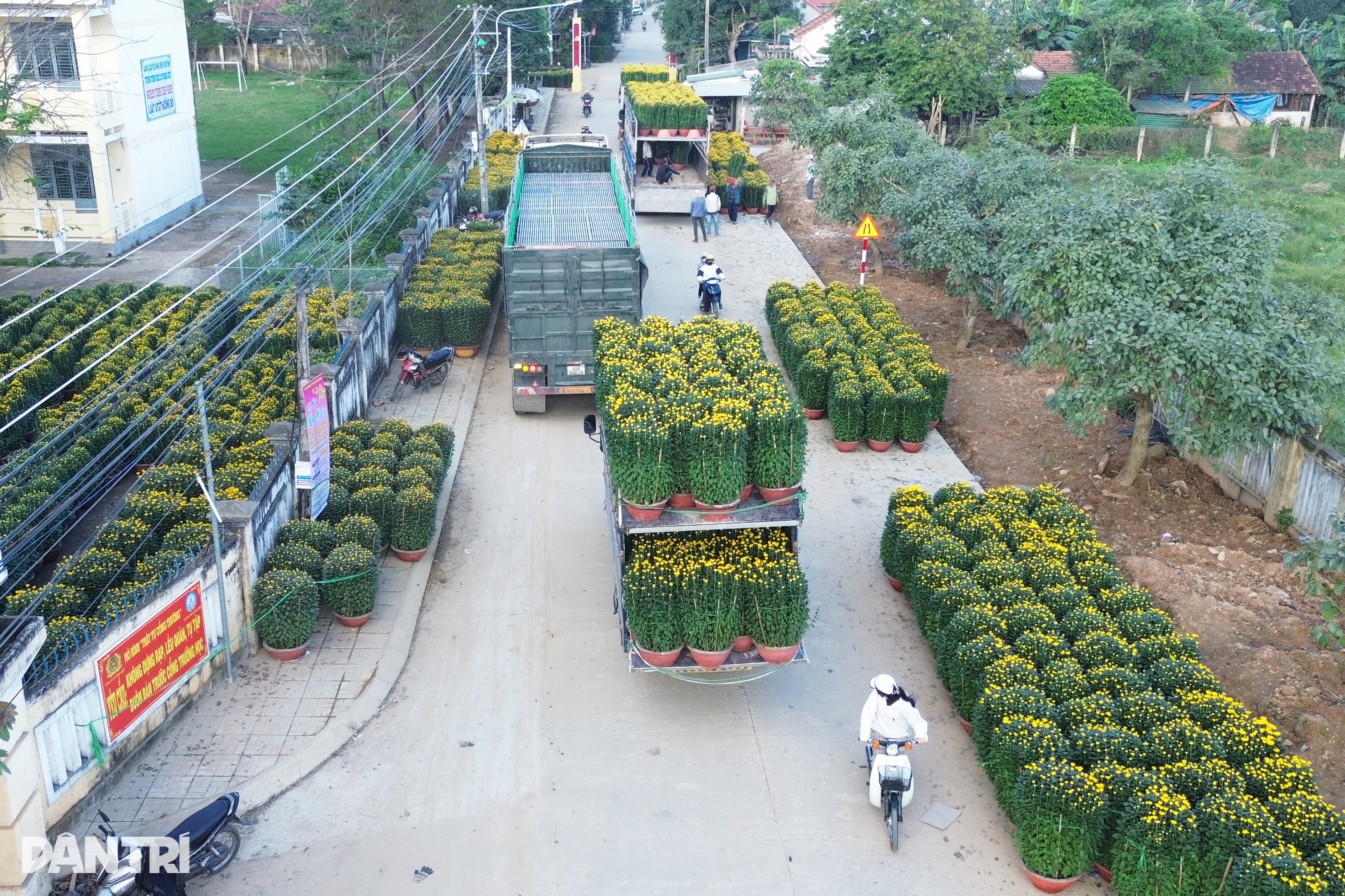 نیم میلیون گلدان گل داوودی برای کشاورزان شادی به ارمغان میآورد - 3 Nửa triệu chậu hoa cúc nở rộ mang đến niềm vui cho người nông dân - 3