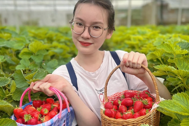 Vườn dâu tây lớn nhất ở Sapa đóng cửa sau Tết vì... khách vặt hết quả