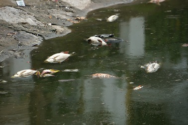 Hà Nội: Khoảng 5 tấn cá chết ở hồ Hoàng Cầu