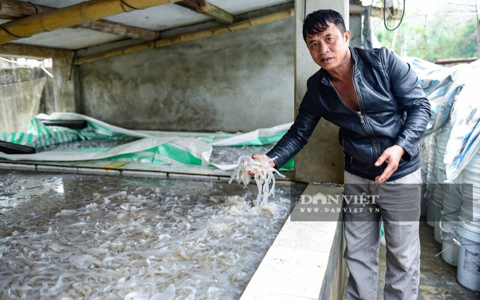 Vào mùa sứa biển, ngư dân Thanh Hóa có tiền triệu nhờ lộc trời - 6 Vào mùa sứa biển, ngư dân Thanh Hóa có tiền triệu nhờ lộc trời - 6