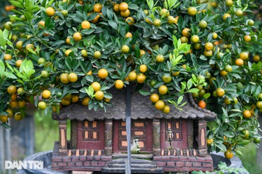 Quất cảnh "bé tí ti, chỉ bằng bàn tay" được khách ưa chuộng chơi Tết