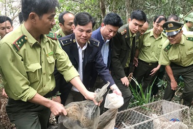 Giải cứu 12 cá thể cầy suýt lên bàn nhậu
