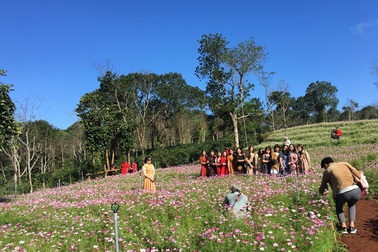 Du khách mê mẩn vẻ đẹp vườn hoa tam giác mạch trên “phố núi”