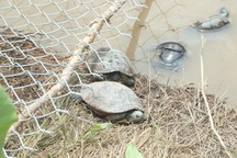 “Tái xuất hoặc tiêu hủy đàn rùa tai đỏ ở Vĩnh Long”