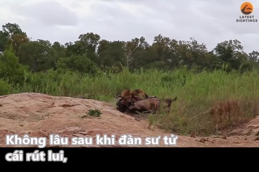 Trâu rừng được đồng loại giải cứu khỏi sư tử và cái kết