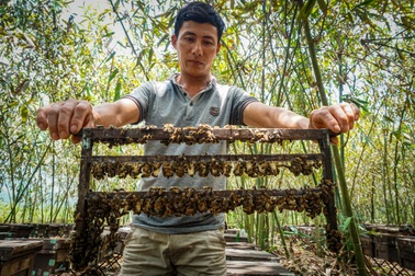 Nuôi hàng triệu "công nhân vo ve" nay đây, mai đó lại kiếm bộn tiền