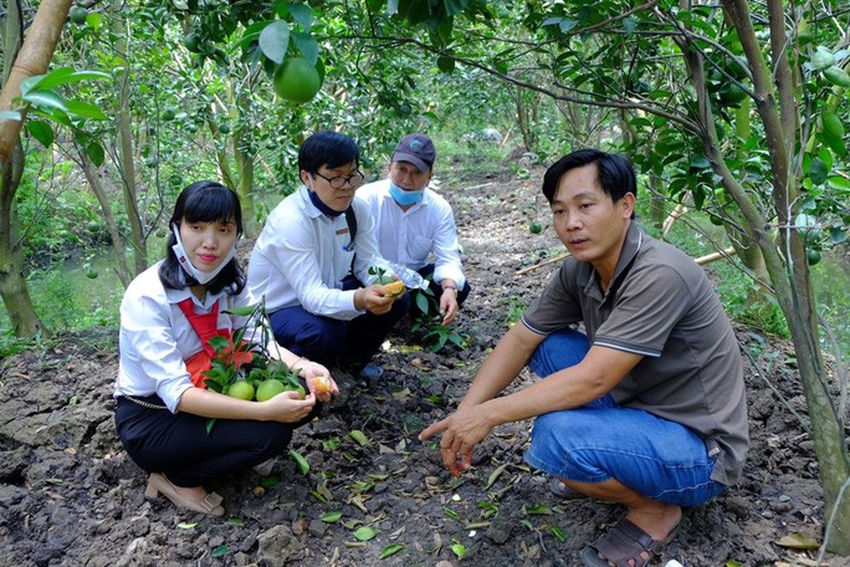 Gặp 2 nông dân “hốt bạc” từ cây cam sạch giữa dịch Covid-19 - 2 Gặp 2 nông dân “hốt bạc” từ cây cam sạch giữa dịch Covid-19 - 2