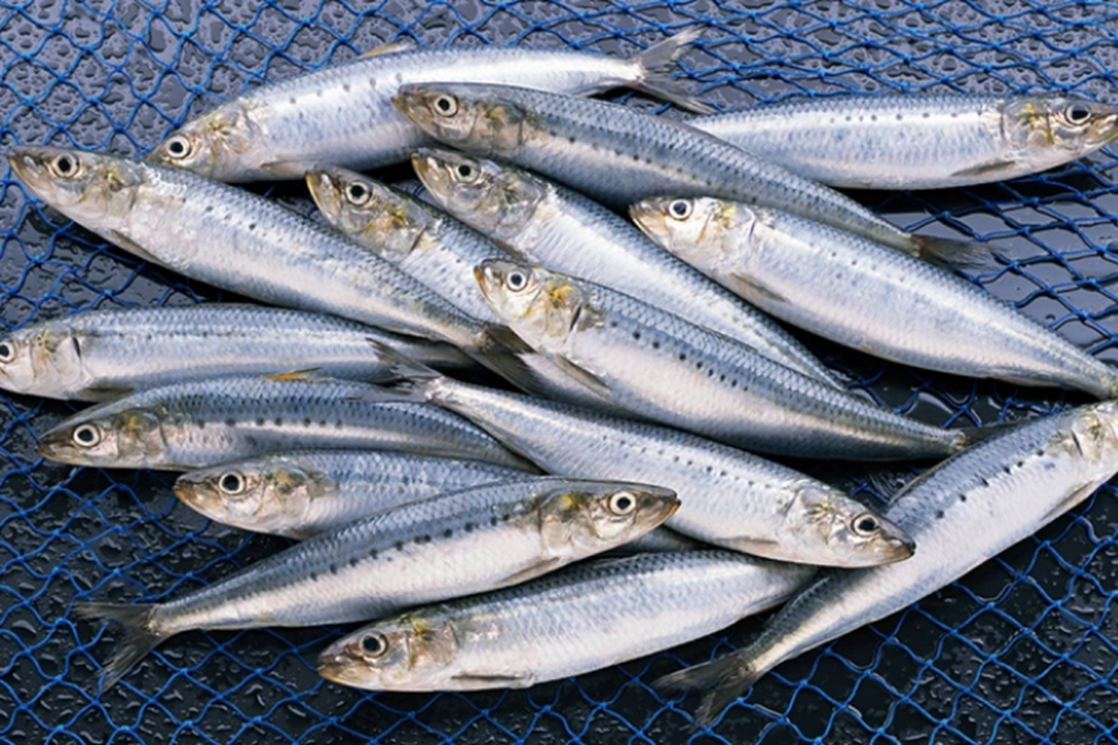 Chuyên gia Mỹ gọi tên cá “tốt nhất thế giới”, bán đầy ở chợ Việt - 1