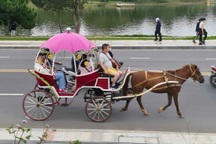 Đà Lạt cấm xe ngựa chở khách quanh hồ Xuân Hương