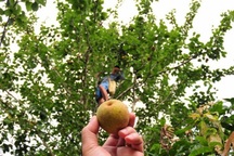 Mắc cọp, loại quả đặc sản của vùng cao Tây Bắc