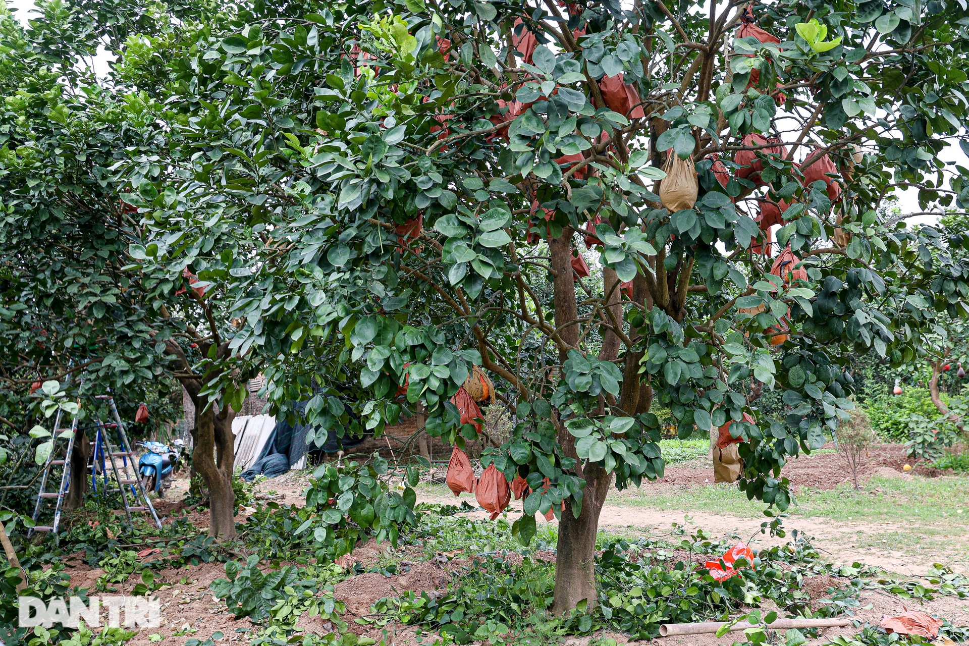 Guests grope each garden, hunting for red grapefruit to present to the king engraved with words of wealth and fortune in Hanoi - 8