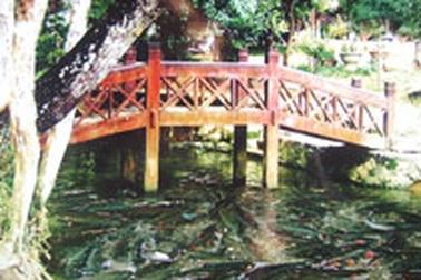 Suối cá thần trong kỷ nguyên mới