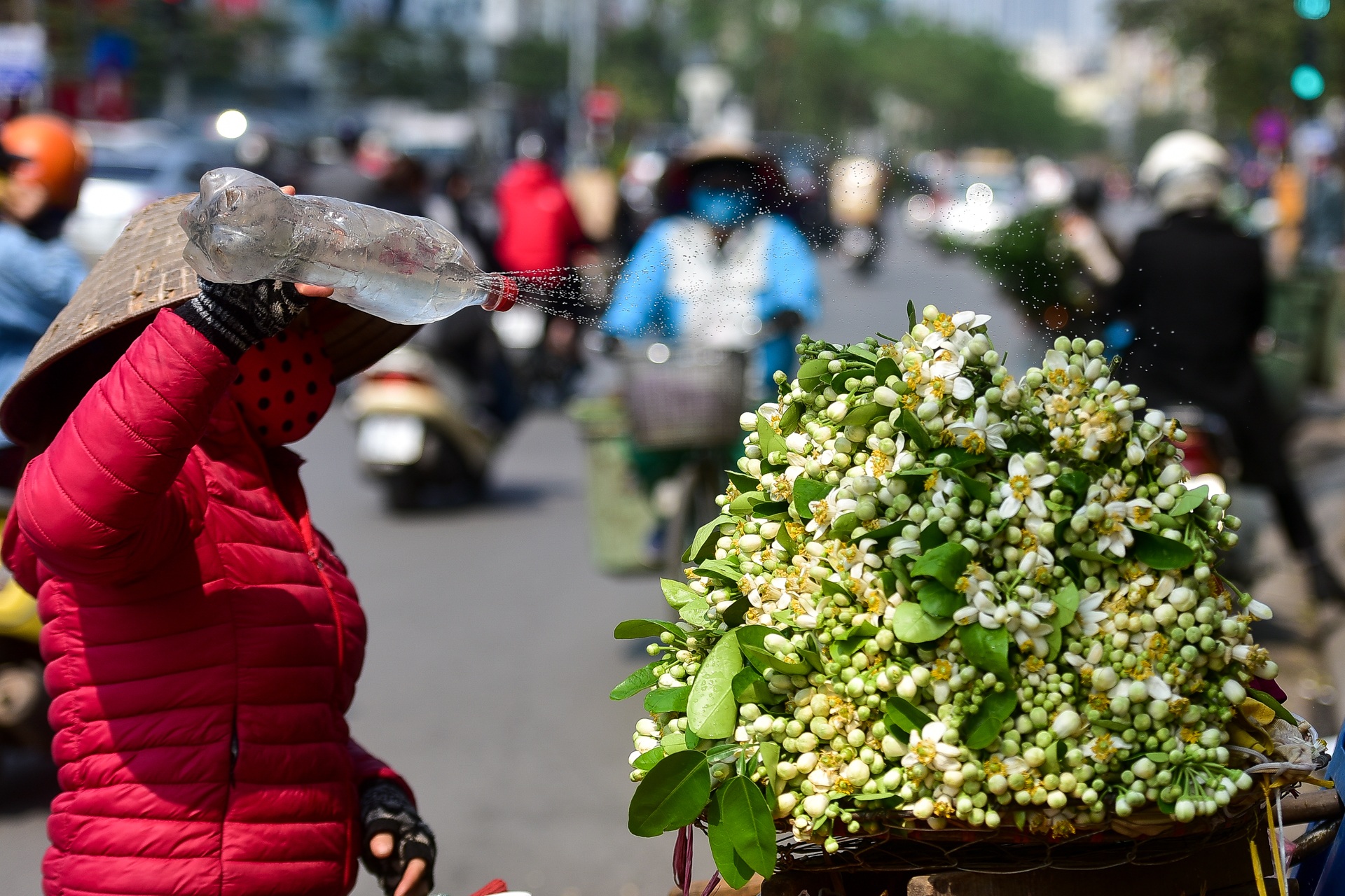 Hà Nội: Nồng nàn hương hoa bưởi đầu mùa