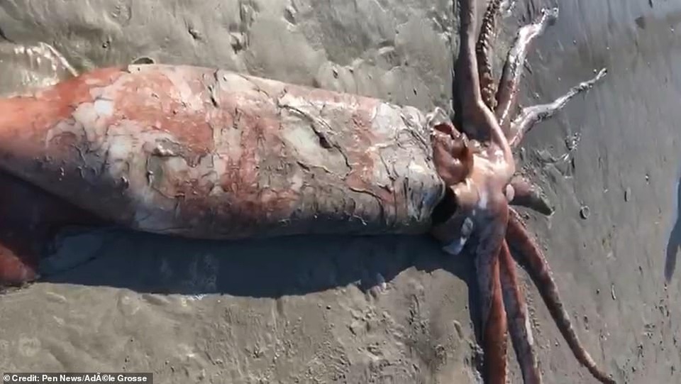 Xác mực khổng lồ nặng 200 kg trôi dạt vào bờ biển - 3 Xác mực khổng lồ nặng 200 kg trôi dạt vào bờ biển - 3