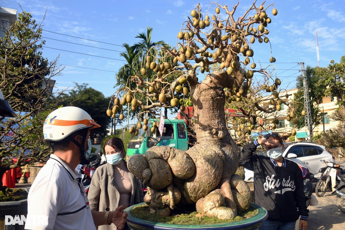 Phát sốt với cây cóc cảnh chi chít trái ở Quảng Ngãi - 4