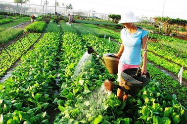 Chùm ảnh: Xanh mướt làng rau Trà Quế