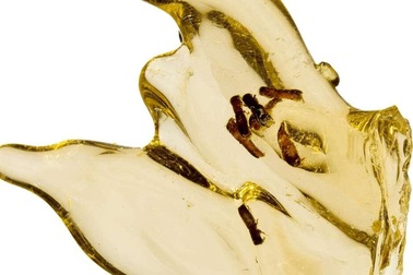 Lần đầu tiên chiết xuất thành công DNA côn trùng được nhúng trong hổ phách