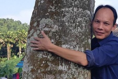 2 "cụ" cây quế vàng khủng ngã giá cả ngàn đô ở thủ phủ quế Văn Yên