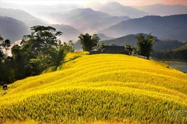 Đến hẹn lại lên, mùa vàng Hoàng Su Phì "vẫy gọi" du khách