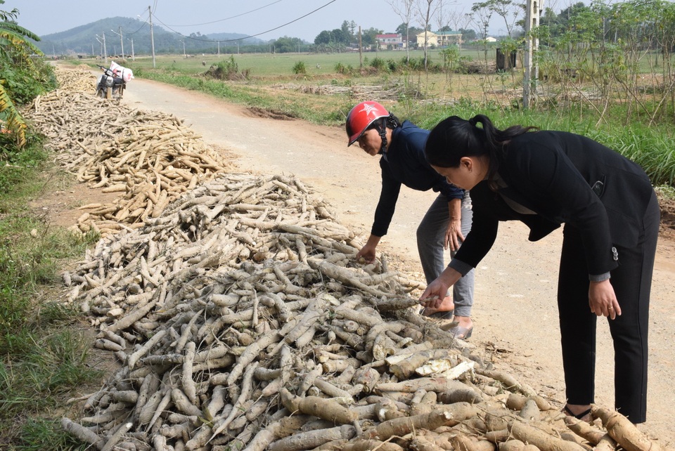 Lũ rút, nông dân xót xa nhìn sắn thối rữa, bốc mùi từ lòng đất - 1 Lũ rút, nông dân xót xa nhìn sắn thối rữa, bốc mùi từ lòng đất - 1