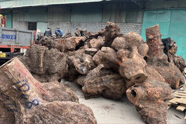 Phát hiện 5 xe đầu kéo vận chuyển 240m3 gỗ xá xị nhập khẩu trái phép