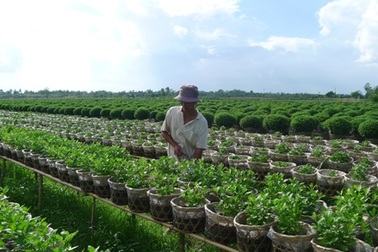 Thành phố hoa “chạy nước rút” đón mùa hoa tết