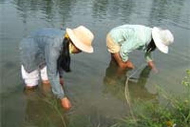 Thiệt hại hàng trăm tỉ đồng vì tôm chết hàng loạt