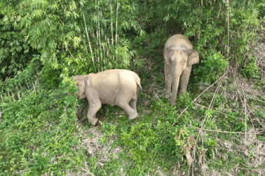 Hai mẹ con voi rừng xuất hiện gần khu dân cư