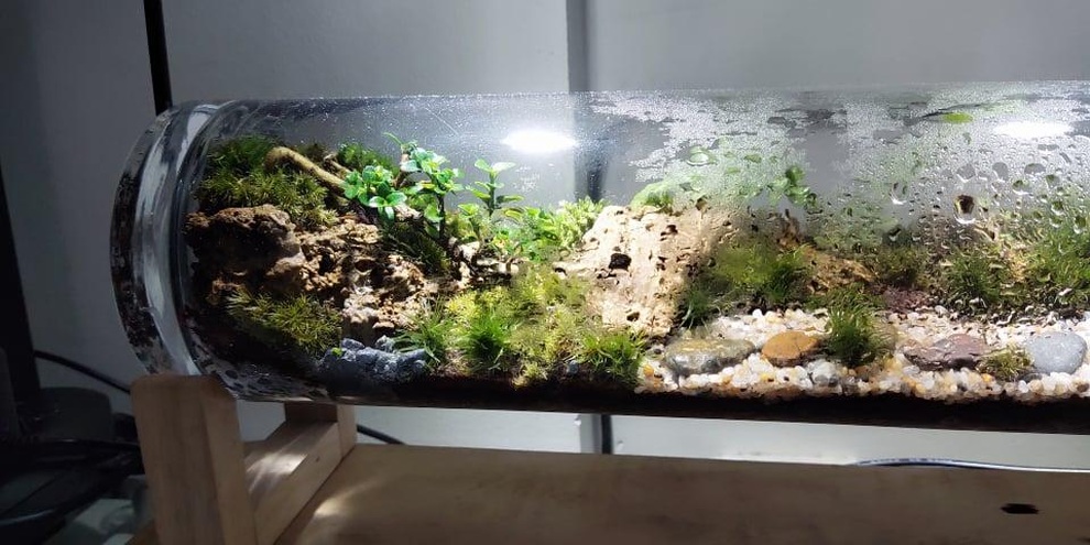 Terrarium - thú chơi nuôi dưỡng tình yêu với thiên nhiên hút giới trẻ - 4 Terrarium - thú chơi nuôi dưỡng tình yêu với thiên nhiên hút giới trẻ - 4