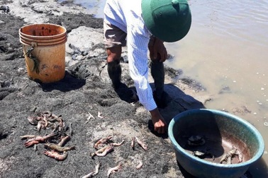 Thời tiết nắng nóng, tôm lăn ra chết hàng loạt