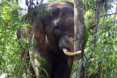 Đồng Nai: Voi lệch ngà quật chết người