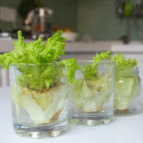 Cách trồng rau củ từ gốc bỏ đi, không cần bón phân cây vẫn lớn vùn vụt - 7 Cách trồng rau củ từ gốc bỏ đi, không cần bón phân cây vẫn lớn vùn vụt - 7