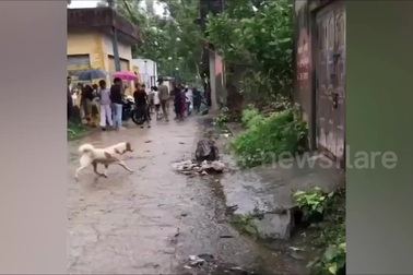 Chó nhà rượt đuổi cá sấu đi lạc vào làng