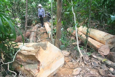 Đói nghèo, thiếu đất, dân mới đi phá rừng!