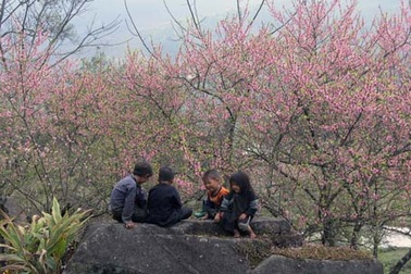 Ngắm hoa đào nở rực rỡ trên núi rừng Tây Bắc