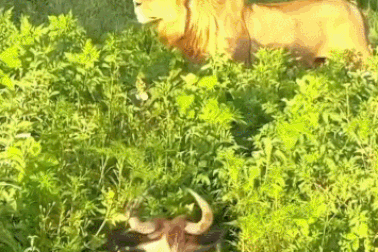 Linh dương đầu bò "chơi trốn tìm" với sư tử và cái kết