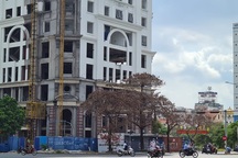 Đề nghị công an điều tra nghi vấn cây xanh bị "bức tử"