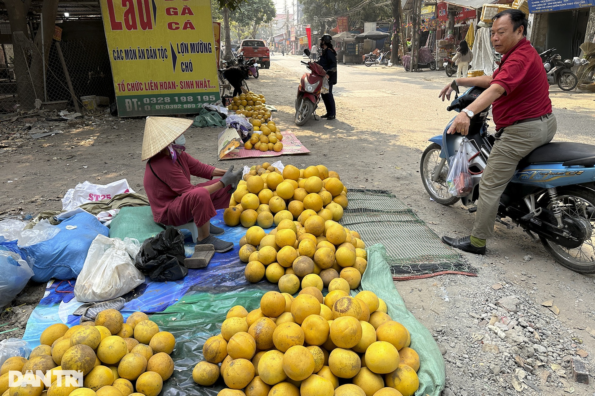 Vườn bưởi Phúc Diễn vàng rực vào vụ Tết - 12 Vườn bưởi Phúc Diễn vàng rực vào vụ Tết - 12