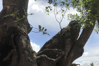 “Cụ Sộp” 200 năm tuổi trở về sau 3 ngày... “biến mất”