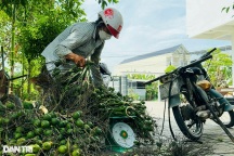 Giá cau đang cao chót vót, thương lái bất ngờ dừng mua nhiều ngày
