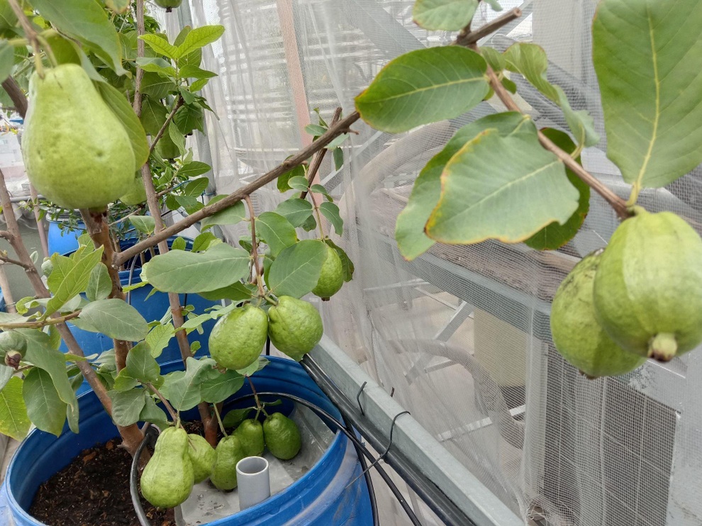 Ông bố mát tay làm vườn dưa lưới, thu hoạch 150kg/vụ ở Sài Gòn - 12