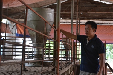 Heo rớt giá thảm, người nuôi nhỏ lẻ vật lộn tìm kế khác mưu sinh