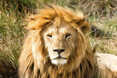 "Vua sư tử" bị đồng loại cắn chết trong cuộc chiến giành quyền thống trị