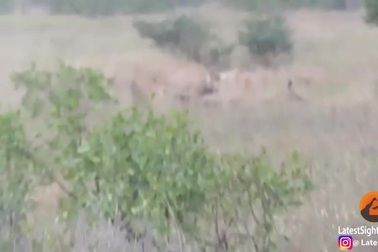 Khoảnh khắc linh dương đầu bò chiến đấu ngoan cường, thoát chết trước hàm sư tử